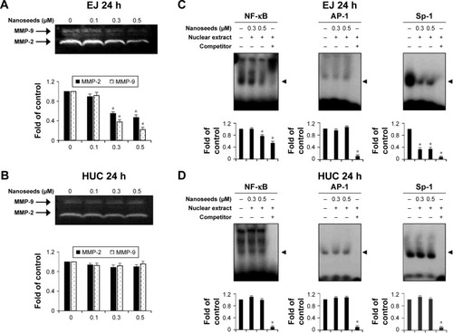 Figure 8 Au@Pt-NSs inhibited the enzymatic activity of MMP-9 by suppressing binding activities of transcription factors such as NF-κB and Sp-1.Notes: (A, B) Both EJ cells and HUCs were incubated with Au@Pt-NSs (0, 0.1, 0.3, and 0.5 μM) for 24 h. Enzymatic activities of MMP-2 and MMP-9 in EJ cells (A) and HUCs (B) were measured using zymography. Bar graphs represent the relative fold changes in MMP-2 and MMP-9 activities compared with the control. (C, D) Nuclear extracts were collected from the cells. The binding activities of NF-κB, AP-1, and Sp-1 were assessed using an EMSA. Relative fold changes compared with the control are shown in the bar graphs. For the bar graphs, values are presented as mean ± SD of three independent experiments; *P < 0.05, compared with the control group.Abbreviations: Au@Pt-NSs, gold@platinum nanoseeds; Con, negative control; EMSA, electrophoretic mobility shift assay; HUCs, human urothelial cells; MMP, matrix metalloproteinase.