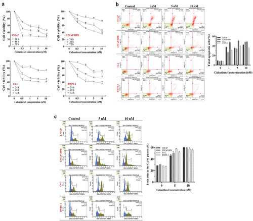 Figure 1. (a) Effects of increasing concentrations (0.5, 1, 5, and 10 nM) of Cab on the cell viability of Cab-treated cell lines for 24, 48, and 72 h (n = 6, **p < .01) (b) Annexin V assay reveals the apoptotic effect of Cab at the increasing concentrations as 1, 5 and 10 nM in Cab-treated cell lines for 48 h (n = 3, **p < .01) (c) The PI-based cell cycle assay indicates the effect of different Cab concentrations on the G2/M cycle arrest of Cab-treated cells for 48 h (n = 3, **p < .01). Effects of increasing Cab concentrations are plotted on the horizontal axis for the annexin V and cell cycle assays. At the same time, analysis results for different cell lines (the names of the cells are highlighted in red) are arranged vertically; p-values were calculated by one-way ANOVA and Tukey’s multiple comparisons tests in GraphPad Prism 9.0 (La Jolla, CA, USA). In the graphs, **p < .01 indicates significant differences compared to the control group of each cell line. Cab, Cabazitaxel; control, non-Cab-treated group.