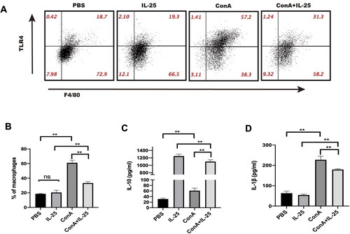 Figure 4. IL-25 inhibits Con A-induced expression of TLR4 and IL-1β and upregulates the production of IL-10 by macrophages. (A) TLR4 expression in peritoneal macrophages cultured with IL-25 and/or Con A for 10 h was detected by FACS. (B) The TLR4 receptor on macrophages was upregulated by Con A and downregulated by IL-25. (C) The levels of the cytokines IL-1β and IL-10 (D) in the culture medium were assessed, and IL-10 was significantly increased after IL-25 treatment. The values are the means ± SDs; *p < 0.05, **p < 0.01. The experiments were independently carried out at least 3 times, n = 3–5.