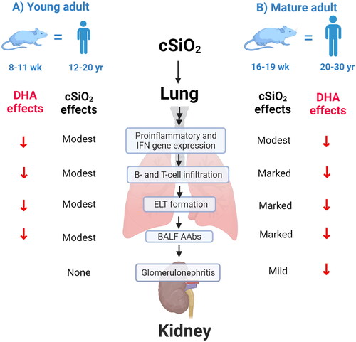 Figure 10. Mouse age influences cSiO2-triggered inflammatory and autoimmune responses but not preventive effects of DHA. Diagrammatical summary of the severity of cSiO2-triggered inflammatory/autoimmune endpoints and effects of DHA supplementation in (A) young adult female NZBWF1 mice at 5 weeks PI as reported in prior studies (Bates et al. Citation2015, Citation2016, Citation2019; Benninghoff et al. Citation2019; Gilley et al. Citation2020; Rajasinghe et al. Citation2020; Pestka et al. Citation2021) and (B) mature adult NZBWF1mice at 5-weeks PI as determined in the present investigation. (A) Weekly exposure of young adult mice to 1 mg cSiO2 for 4 weeks led to modest pathological changes and ELT development in the lung and no observable glomerulonephritis, whereas (B) exposure of mature adult mice to the same cSiO2 resulted in marked pulmonary pathology and with significant glomerular hypertrophy and IgG deposition in kidney consistent with glomerulonephritis demonstrating the age-dependent response to cSiO2 in this experimental model.