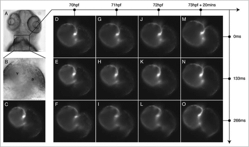 Figure 5 Imaging at multiple time-scales permits separate or combined study of changes in cardiac function or morphology as the heart develops. (A and B) Ventral view of a 72 hpf transgenic Tg(cmlc2:eGFP) zebrafish in brightfield microscopy at (A) low magnification and (B) high magnification. a: atrium, v: ventricle. (C) The myocardial cells express green fluorescent protein. (D–O) Fluorescence images of the beating and developing heart. Acquiring a single frame at every developmental stage of interest but at an arbitrary time in the cardiac cycle provides an image sequence where changes in morphology can either be due to cardiac function or morphogenesis (which is equivalent to looking at a time-lapse made by successively picking an arbitrary image from each column in the D–O matrix). This is further illustrated in Movie 3. For a fixed developmental stage (along the horizontal axis) the heartbeat can be followed along the vertical axis. Conversely, for a fixed moment in the cardiac cycle, morphogenesis can be followed along the horizontal axis. High temporal-resolution movies corresponding to series along axes (D–F) (Movie 4), (M–O) (Movie 5) and (D, G, J and M) (Movie 6) are available as supplements. Scale bars are 80 µm.