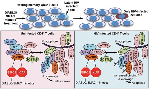 Figure 1. SMAC mimetics promote apoptosis in HIV-TCM via the autophagy-dependent formation of a CASP8-activating platform on phagophore membranes. Treatment of a heterogeneous population of uninfected and latent HIV-infected TCM with DIABLO/SMAC mimetics induces the degradation of XIAP and BIRC2. This triggers the induction of autophagy and the formation of a cell death complex consisting of pro-apoptotic (FADD, RIPK1, RIPK3, CASP8) and autophagy (ATG5, ATG7 and SQSTM1) proteins on unclosed autophagosomal/phagophore structures in HIV-TCM, but not uninfected TCM resulting in the selective apoptosis of only the infected HIV-TCM, while sparing uninfected bystander cells in the absence of viral activation.