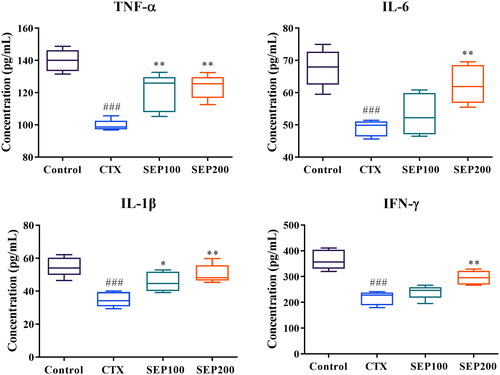 Figure 8. Effect of standardized E. purpurea (SEP) extract administration on serum cytokine levels of CTX model mice. Control: normal control group; CTX: cyclophosphamide-induced model group; SEP100: challenged with CTX and treated with 100 mg/kg/day SEP extract; SEP200: challenged with CTX and treated with 200 mg/kg/day SEP extract. Data are expressed as mean ± SD (n = 6). ###p < 0.001 vs. control; *p < 0.05 and **p < 0.01 vs. CTX group.