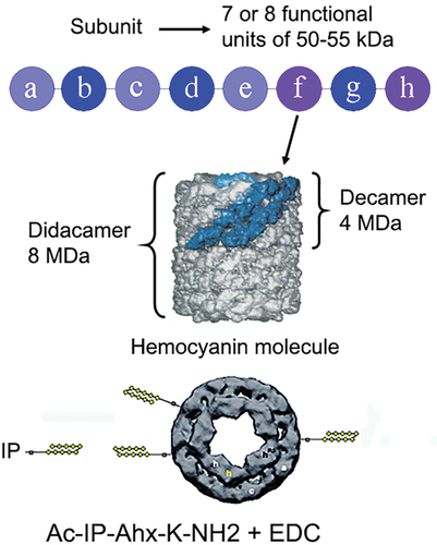 Figure 3. Molecular structure of gastropod Hcs. Scheme of the subunit containing eight different functional units and conjugation with IP peptide.