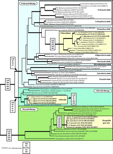 Fig. 1 Molecular phylogeny of the Trebouxiophyceae based on SSU rDNA sequence comparisons. The phylogenetic tree shown was inferred using the Maximum likelihood method based on the data sets (1784 aligned positions of 69 taxa) using PAUP 4.0b10. For the analyses, the best model was calculated by Modeltest 3.7. The setting of the best model was given as follows: TrN + I + G (base frequencies: A 0.2468, C 0.2322, G 0.2778, T 0.2432; rate matrix A-C 1.0000, A-G 2.1652, A-U 1.0000, C-G 1.0000, C-U 5.1240, G-U 1.0000) with the proportion of invariable sites (I = 0.5997) and gamma shape parameter (G = 0.5342). The branches in bold are highly supported in all analyses (Bayesian values > 0.95 calculated with MrBayes; bootstrap values > 70% calculated with PAUP using Maximum likelihood, Neighbour-joining, Maximum parsimony and RAxML using Maximum likelihood). The new sequences presented in this study are highlighted in bold.