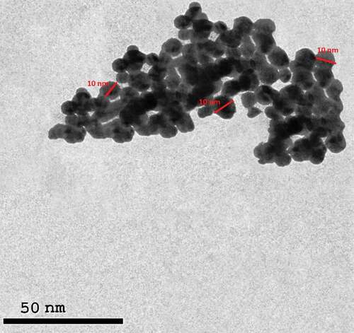 Figure 2. Illustrate the spherical shape of silver nanoparticles with homogenous in shape and size without any agglomeration of silver nanoparticles.