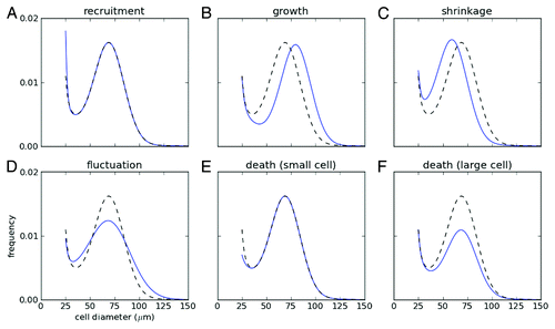 Figure 2. Schematic changes of cell-size distribution under various processes. Initial cell-size distribution (dotted gray line) changes with (A) recruitment of new cells at the minimal size, (B) growth and (C) shrinkage of cells, (D) fluctuation of cell size and death of cells at (E) small and (F) large size. Note that the total cell number is normalized as a unity for the initial size distribution.