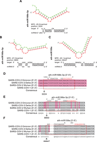 Figure 6 Prediction results of miRNAs in HLENs target SARS-CoV-1/2. (A–C) Structures and binding sites of miRNAs in HELNs (green) target SARS-CoV-2 Omicron genome (red) with MEF ≤ −25 kcal/mol. (D–F) Homology comparison of miRNAs in HELNs target to other subtypes of B coronavirus, including SARS-CoV-1, SARS-CoV-2 Wuhan, Delta. Seed sequences of miRNA were marked in red.