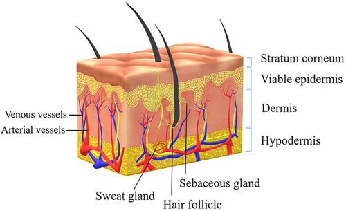 Figure 2. Schematic diagram of skin structure.