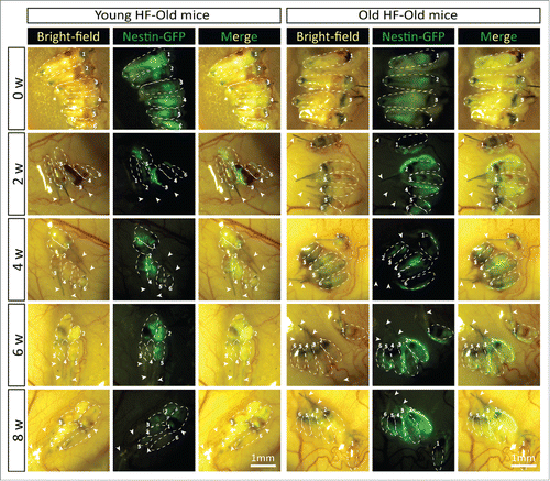 Figure 5. Time-course comparison of ND-GFP fluorescence of HAP stem cells in young and old hair follicles transplanted to old nude host mice. After subcutaneous transplantation. ND-GFP-expressing HAP stem cells in young hair follicles of old nude mice were located mainly in the center of hair follicles (arrows), while in old hair follicles, the ND-GFP expressing HAP stem cells were located mainly in the attached sensory nerves (arrow). HAP stem cell ND-GFP fluorescence was imaged with the Dino-Lite. In the fluorescence images, each follicle is outlined with a dashed line and are also numbered for comparison with the brightfield images where the follicles are numbered. Please see the Materials and Methods for details.