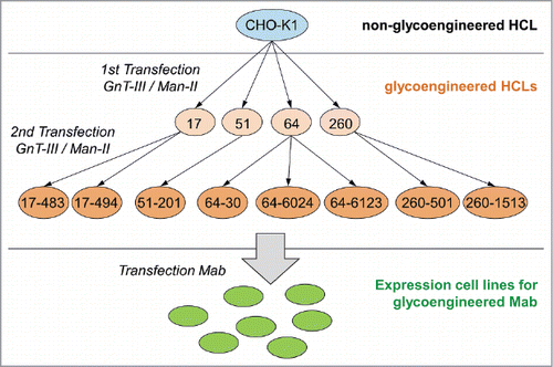 Figure 3. Overview of the development process and the lineage of the glycoengineered host cell lines. Glycoengineered HCLs were generated in a two-step strategy, starting with generating parental HCLs by stable transfection of wild-type CHO-K1 cells (highlighted by blue circle) with GnT-III and Man-II (highlighted by light orange circles). In a second step, parental HCLs were stably transfected a second time with GnT-III and Man-II (highlighted by orange circles). Generated glycoengineered CHO-K1 cell lines were subsequently used to establish stable cell lines (highlighted by green circle) for the expression of a-fucosylated mAbs. The numbers represent the clone naming as listed in Table 1.