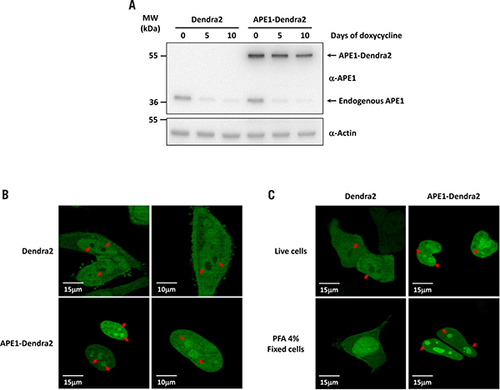 Figure 1. Dendra2-APE1 fusion protein localizes within the nucleus and accumulate in the nucleoli.(A) Inducible APE1 siRNA HeLa cell clones were stably transfected with the pDendra2-N empty vector or a vector encoding the APE1-Dendra2 fusion protein. The expression of endogenous and ectopic APE1 was evaluated by Western blotting with total cell extracts before and after expression of the specific APE1 siRNA sequence through doxycycline treatment. Assays were performed by immunoblotting with the specific anti-APE1 antibody or anti-Actin as a loading control. (B) Live confocal analysis of Dendra2 and APE1-Dendra2 clones. Dendra2 protein localizes within cytosol and nuclei but is completely excluded from nucleoli (red arrows). Expression of Dendra2 in fusion with APE1 determines the localization of the recombinant protein within the nuclear compartment and its accumulation in the nucleoli (red arrows). (C) Confocal analysis of HeLa cells expressing Dendra2 and APE1-Dendra2 proteins. After transfection, HeLa cells were analyzed in vivo or fixed with PFA 4% for 20 min. In vivo Dendra2 is excluded from the nucleoli while the fixation procedure generates an artifact showing uniform nuclear staining.