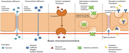 Figure 2. Transport across the blood brain barrier (Wong et al. Citation2019).