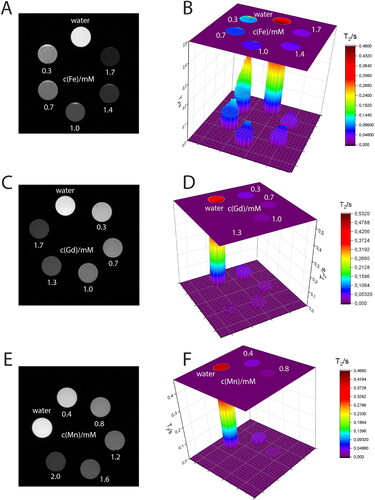 Figure 5. T2 contrasting properties of (A, B) Ferritis, (C, D) Gadolinis and (E, F) Manganis nanoparticles measured using a 9.4 T MRI spectrometer. The left images are T2-weighted images obtained using the MRI scanner, whereas the right graphs are the corresponding T2 times extracted from the maps.