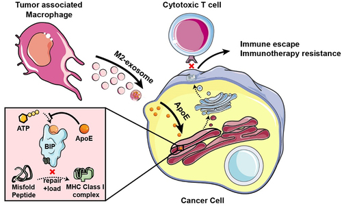 Figure 7. Schema of that M2-like macrophage-derived exosomes induces immune escape of cancer cells. BIP protein has ATPase activity and can repair and load mismatched MHC-I. M2-exosomal ApoE is transferred to tumor cells and then binds to the BIP in the endoplasmic reticulum to inhibit its ATPase, resulting in decreased expression of MHC-I on tumor cells and inducing the immune escape to avoid CD8+ T-cell recognition and killing leading to ICB immunotherapy resistance.