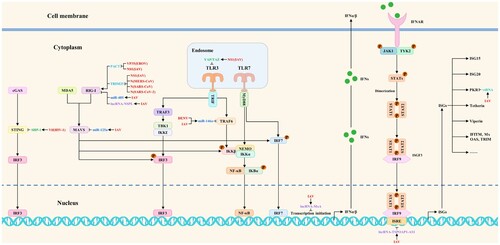 Figure 2. The viral strategies to indirectly block antiviral innate immune signaling pathways by hijacking ncRNAs and proviral host factors or antagonizing host restriction factors. Red, blue, purple, peacock blue, green, and light blue indicate viral proteins (viruses), microRNAs, lncRNAs, vtRNAs, proviral host factors, and host restriction factors, respectively.