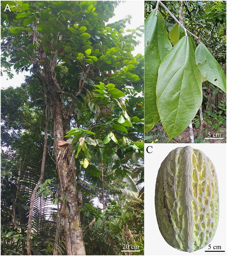Figure 1. Morphology of Theobroma bicolor (KUELAP-2926). (A) Habit showing tree with branched clusters. (B) Complex leaf. (C) Immature fruits oblong-ellipsoid in shape. All images have been obtained from Oswaldo Ananco from the province of Condorcanqui, Amazonas region.