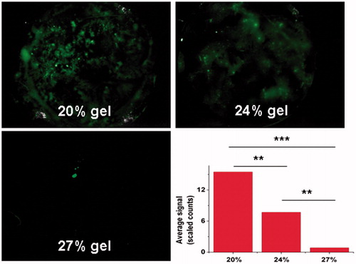 Figure 2. Vaginal retention evaluation of 20%, 24% and 27% poloxamer gel loaded with Flu in mice. Fluorescence imaging was used to detect the leakage on the black plate at 1 h after gel infusion. Semiquantitative fluorescence intensities were summarized as a histogram. The results were given as mean value ± SD, over three mice in a group.