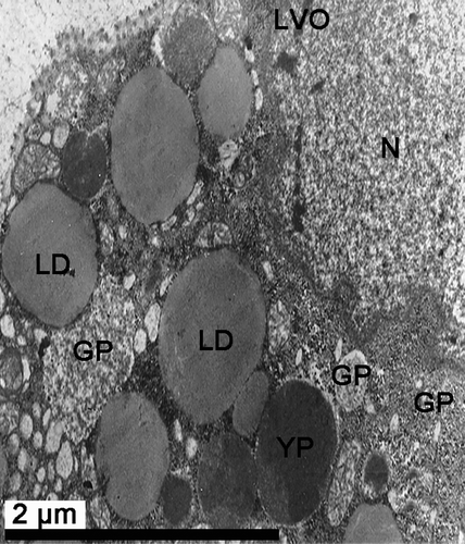 Figure 8.  Electron micrograph of oogenesis in female Protothaca (Notochione) jedoensis. A late vitellogenic oocyte (LVO). Note a number of lipid droplets (LD) and glycogen particles (GP) in the cytoplasm near the nucleus (N).