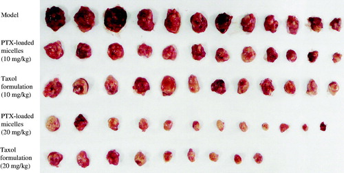Figure 5. Photographs of tumors from each treatment group excised after IV treatment of PTX-loaded micelles and Taxol formulation on U14 tumor-bearing mice.
