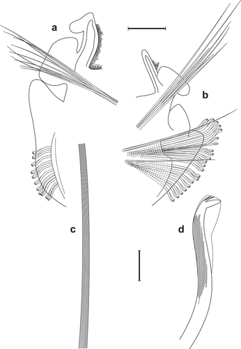Figure 7. Scolelepis bellani n. sp., paratype (MGAB PLY0169): A. Parapodium of chaetiger 44, anterior view. B. Parapodium of posterior chaetiger, anterior view. C. Mid-part of a notopodial limbate capillary chaeta, chaetiger 30. D. Neuropodial hook of chaetiger 30. Scale bars: A, B = 0.2 mm; C, D = 20 μm.