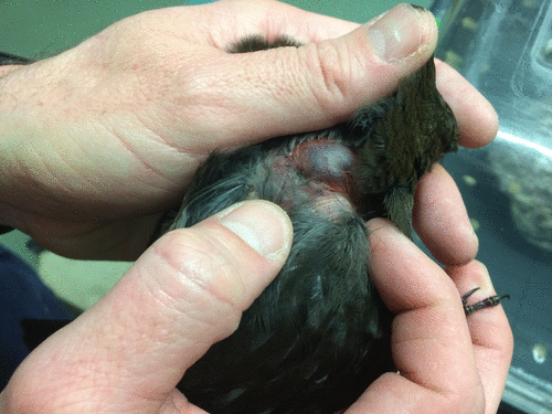 This is the same patient, with an air sac visible due to thoracic puncture. This presentation, along with the cat bite injury, would have been very painful to the bird and would warrant analgesia. Photo Courtesy of Vale Wildlife Hospital.