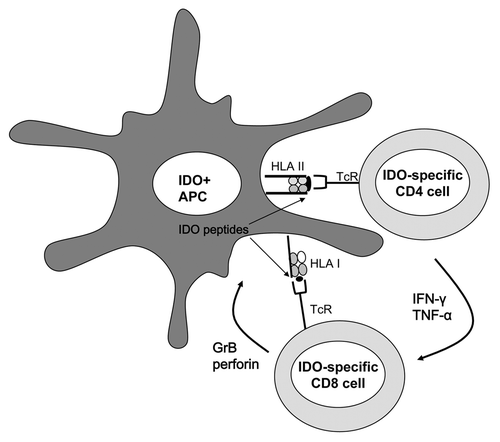 Figure 1. Upregulation of indoleamine 2,3-dioxygenase expression is an early event in antigen-presenting cells, since it is induced by pro-inflammatory signals. Indoleamine 2,3-dioxygenase (IDO) protein is processed and IDO-derived peptides are presented on the cell surface of antigen-presenting cells (APCs) by class II HLA molecules, from where they are recognized by CD4+ T cells. The release of pro-inflammatory cytokines by CD4+ IDO-specific T cells may be important as a counter-response to IDO-induced immunosuppression. These CD4+ T cells may indeed help overcoming the immunosuppressive effects of IDO in the early phases of inflammatory responses. Moreover, IDO-specific CD4+ T cells may promote CD8+ cytotoxic T-cell responses, including anti-CMV and anti-IDO responses. IDO-specific CD8+ T cells may further boost T-cell immunity by eliminating IDO+ suppressive cells, for instance by releasing granzyme B (GrB) and perforins.