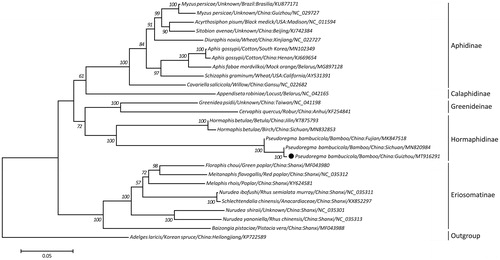 Figure 1. A maximum likelihood (ML) tree inferred from concatenated amino-acid sequences of 13 mitochondrial protein-coding genes of P. bambucicola and other related aphids, utilizing MtArt model with 1,000,000 bootstrap replications (<50% support not shown). The solid black cycle represents the species in this study.