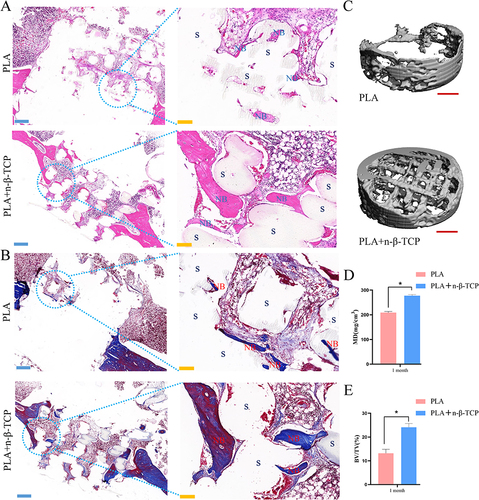 Figure 7 Osteogenesis of two groups of scaffolds observed in vivo. Samples from the two scaffold groups were taken 1 month after stent implantation in the rabbit femur bone defect model. After decalcification, sections were sliced for H&E (A) and Masson staining (B), with S representing the scaffold and NB representing the new bone. (C) 3D reconstruction of the micro-CT scans performed on the implantation areas of the two scaffold groups. (D) The MD and (E) BV/TV were analyzed. *, p < 0.05.