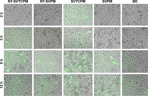 Figure 4 Overlaid microscopy images of rat osteoblasts subjected to FAM-siRNA transfection in NT-SVTCPM, NT-SVPM, SVTCPM, SVPM, and BK groups at 2, 3, 6, and 12 h after incubation (the siRNAs appear as green signals). 12.6× magnification.Abbreviations: BK, blank; NT-SVPM, TNTs loaded with SV-loaded PECL micelles; NT-SVTCPM, TNTs loaded with SV-loaded TC-grafted PECL micelles; PCL, poly(ε-caprolactone); PECL, PEG–PCL; PEG, poly(ethylene glycol); SV, simvastatin; TC, tetracycline.