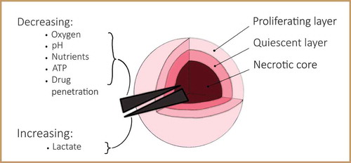 Figure 1. Spatial structure of a spheroid. Schematic of a spheroid demonstrating a necrotic core surrounded by quiescent cells and an outer proliferative layer, with a decreasing gradient of among others oxygen and pH towards the core, and an increasing gradient of lactate