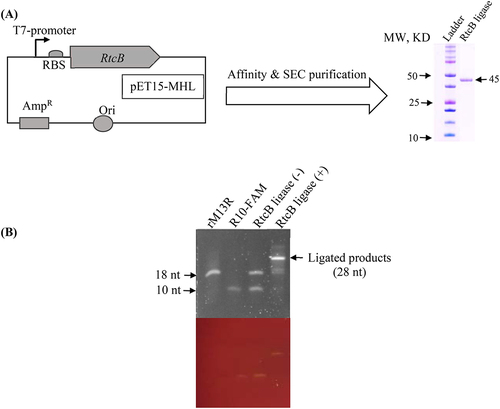 Figure 1. RtcB ligase purification and its activity verification. (A) Recombinant plasmid DNA was constructed so that the RtcB ligase gene sequence is under the T7 promoter in pET15-MHL vector. The construct was transferred into E. coli BL21 (DE3) competent cells for RtcB overexpression. After affinity and size exclusion column (SEC) purification, the purity was inspected by SDS-PAGE gel electrophoresis. (B) The purified RtcB ligase ligated the synthetic 3′-P-end-containing rM13R (18 nt) with the 5′-OH-end-containing R10-FAM oligoes (10 nt). The ligation reaction produced a 38 nt long ligated product, which was visualized by Urea-PAGE gel electrophoresis (upper gel is SYBR-Gold stained and lower gel is without staining).