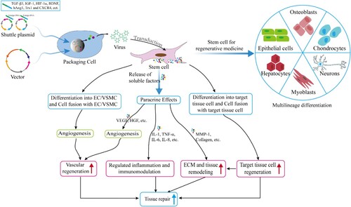 Figure 5. Stem cells deliver cargos for tissue repair and regenerative medicine. Stem cell are used in regenerative medicine through transplantation due to their strong self-renewal and multilineage differentiation characteristics, including bone regeneration, cartilage regeneration, myocardial regeneration, nerve regeneration and so on. In addition, stem cell promotes vascular regeneration through powerful paracrine effects, enhance immune regulation and reduce inflammation, promote extracellular matrix and tissue remodeling, thereby promoting tissue damage repair. Stem cell promotes the overexpression of genes such as TGF-β3 and IGF-1 through genetic engineering, and promote tissue repair.