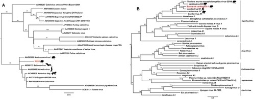 Figure 6. Maximum likelihood phylogenetic tree for a partial nonstructural polyprotein of the family Calciviridae (a) and Picornaviridae (b). The viruses identified in this study are shown in orange/red. The tree was inferred with IQ-TREE multicore version 2.0.3, using the Q.pfam + I + G4 (RNA) and Q.pfam + F + R3 (Banna rat cardiovirus 1) substitution model following alignment with MAFFT version 7 [Citation23,Citation32]. The phylogenetic tree was supported by Ultrafast bootstrapping with 1000 replicates.