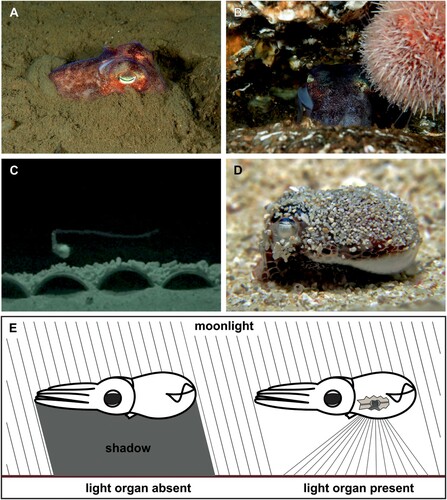 Figure 3. Anti-predator behaviour in sepiolids. A, B, The stout bobtail squid Rossia macrosoma occupies habitats with both soft and hard substrate and can either bury itself in soft sediment or shelter in rock crevices to avoid predation; C, Individual of Eumandya parva ejecting a stretch of ink, a so-called ‘ink rope’, and holding on to it. The picture of a captive individual was taken with an infrared-sensitive camera, however this behaviour has also been observed in the wild (Drerup et al. Citation2020); D, Individual of E. parva wearing a layer of sediment (‘sand coat’) covering its dorsal mantle; E, Counterillumination behaviour of sepiolids. Left: Species devoid of a light organ cast a shadow below their body. Right: Counterillumination by matching ambient light in species with light organs. Credits: A, B, Photos taken by Mark Skea and reprinted from Drerup et al. (Citation2021) (CC BY); C, D, Reprinted from Drerup et al. (Citation2020), with permission from Elsevier; E, Redrawn from Stabb (Citation2006), with permission from John Wiley and Sons.