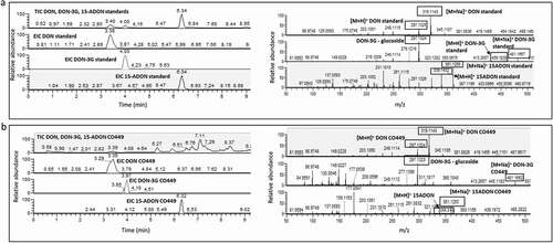Fig. 1 Total ion chromatogram (TIC) and extracted ion chromatogram (EIC) (left panel) and HR-mass spectra (right panel) of DON, DON-3G and 15-ADON standards (a) and a representative extract from a CO449 kernel sample (b).