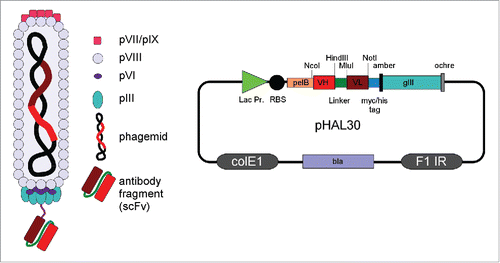 Figure 1. Schema of an antibody (scFv) phage and phage display vector (phagemid) pHAL30 Citation47. Abbreviations: bla = β-lactamase, ampicillin resistance; ColE1 = bacterial origin of DNA replication; F1 IR = intergenic region of phage f1, phagemid packaging signal; gIII = phage gene encoding pIII; Lac Pro = promoter of lacZ; pIII, pVI, pVII, pVIII, pVIX = phage protein III, VI, VII, VIII, VIX; pelB = Erwinia carotovora pectate lyase B leader peptide; scFv = single chain fragment variable; VH = variable domain heavy chain; VL= variable domain light chain.