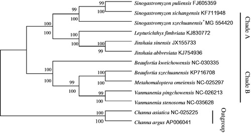 Figure 1. The consensus phylogenetic relationship of S. szechuanensis with other 10 Homalopteridae fishes. The phylogenetic analyses investigated using Neighbour-Joining (NJ) and Maximum Likelihood (ML) analysis indicated evolutionary relationships among 13 taxa based on nucleotide sequences of 13 concatenated protein-coding genes. C. asiatica (GenBank: NC-025225) and C. argus (GenBank: AP006041) were used as outgroups.