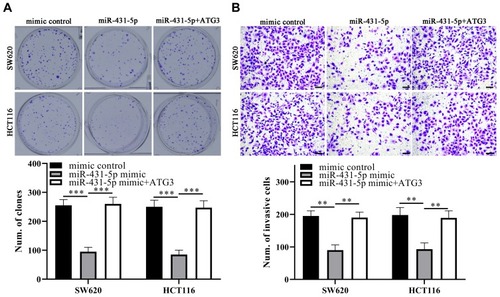 Figure 4 miR-431-5p could inhibit proliferation and invasion of colon cancer cells by targeting ATG3.Notes: (A) As the results of plate clone formation assay indicated, miR-431-5p mimic significantly inhibits proliferation of SW620 and HCT116 which could be subsequently rescued by restoration of ATG3. (B) miR-431-5p mimic significantly inhibits invasion of SW620 and HCT116 which could be subsequently rescued by ectopic expression of ATG3, demonstrating by Transwell assay. **Stands for P < 0.01; ***Stands for P < 0.001.