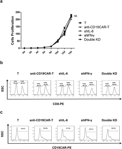 Figure 2. The proliferation rate, cell phenotype, and infection efficiency of double knockdown (KD) anti-CD19 CAR-T cells did not change compared with those of original anti-CD19 CAR-T cells. a. The proliferation rate of anti-CD19 CAR-T cells, single KD anti-CD19 CAR-T cells, and double KD anti-CD19 CAR-T cells. NS P > .05, mean ± SEM. b. Phenotype of anti-CD19 CAR-T cells, single KD anti-CD19 CAR-T cells, and double KD anti-CD19 CAR-T cells, as detected by flow cytometry. c. CAR expression in anti-CD19 CAR-T cells, single KD anti-CD19 CAR-T cells, and double KD anti-CD19 CAR-T cells, as detected by flow cytometry.