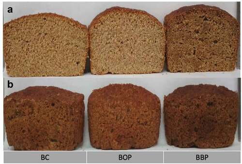 Figure 2. Bread slice images of crumb (a) and crust (b) of breads developed with ingredients obtained from P. ostreatus fermentation (BOP, BBP) and the control (BC).