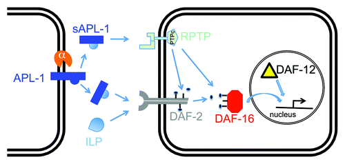 Figure 1. One model for how secreted APL-1 affects insulin/IGF-1 signaling. In C. elegans, APL-1 is cleaved by an α-secretase to presumably release an extracellular fragment sAPL-1 into the extracellular space. sAPL-1 could act on a distant cell either by competing with insulin-like peptides (ILP) for binding to the insulin/IGF-1 receptor (DAF-2) or by binding to a receptor protein tyrosine phosphatase (RPTP), whose activity influences downstream signaling of the DAF-2 insulin/IGF-1 receptor. Hence, sAPL-1 signaling modulates the insulin pathway to increase the activity of the FOXO transcription factor DAF-16 together with nuclear hormone receptor DAF-12 to modulate expression of metabolic genes. Direct evidence, such as physical binding of sAPL-1 to DAF-2 or RPTP, remains to be shown.