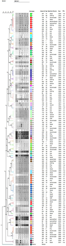 Figure 4 Dendrogram based on the clustering of strains according to similarity index (by Dice coefficient and UPGMA approach) through MLVA analysis of MRSA strains. By MLVA analysis 120 isolates were clustered into 60 haplotypes based on similarity index due to slight variations in VNTRs using Bionumerics Software version 8.0. A dendrogram was produced with the settings of position tolerance (optimization 1% and band position tolerance 0.75%). All strains were shuffled according to their similarity index and clustered into genotypes.