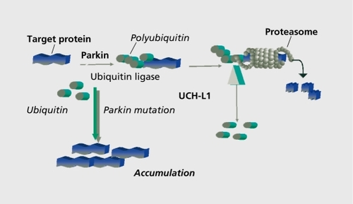 Figure 1 Parkin and its function in the ubiquitin-proteasome system (UPS). Parkin functions as a ubiquitin ligase, by adding ubiquitin, a small signal polypeptide, to target proteins. The polyubiquitinated protein is directed to the proteasome, a multi-subunit protease that degrades the target protein. Ubiquitin is recycled by ubiquitin Cterminal hydrolase L-1 (UCH-L1). Parkin mutations may lead to a failure of the UPS, to accumulation of unwanted proteins, and consequently to cell damage. Reproduced with permission from reference 38: Gasser T. Parkin and its role in Parkinson's disease. In: Ebadi M, Pfeiffer R, eds. Parkinson's Disease. Boca Raton, Fia: CRC Press LLC; 2004.