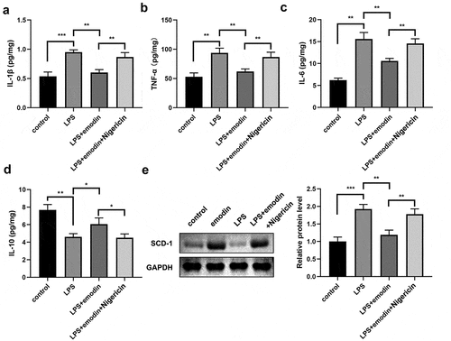 Figure 5. Nigericin reversed the effects of emodin on the cytokines levels and SDC-1 protein levels in LPS-treated 1321N1 cells. (a-d) After 20 μM emodin and 20 μM nigericin treatment, IL-1β, TNF-α, IL-6, and IL-10 levels in LPS (100 ng/mL)-treated 1321N1 cells were analyzed. *P < 0.05, **P < 0.01, ***P < 0.001. (e-f) After 20 μM emodin and 20 μM nigericin treatment, SDC-1 protein expression levels in LPS (100 ng/mL)-treated 1321N1 cells were determined by Western blotting. **P < 0.01, ***P < 0.001.