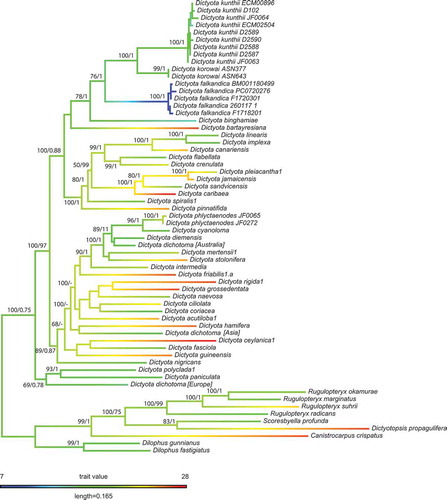 Fig. 6. Maximum-likelihood tree of the concatenated alignment (-Ln = 45270.45) with rapid bootstrap (left) and posterior probabilities (right) values shown on branches. Branch colours are the maximum-likelihood estimates of the ancestral states of mean sea surface temperature.