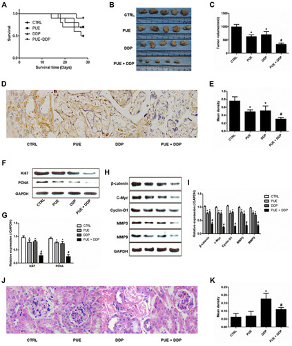 Figure 5 Anti-tumor effect of various treatment strategies in the A549/DDP tumor-bearing mice. (A) Kaplan-Meier survival curves of A549/DDP tumor-bearing mice after treated by PUE (60 mg/kg), DDP (10 mg/kg), and combination of PUE and DDP (60 mg/kg+10 mg/kg) (n=10). Qualitative images (B) and quantitative analysis (C) of tumor volumes after the treatment of various formulations (n=5). Qualitative (D) and quantitative (E) determination of VEGF expression in tumor tissues by immunohistochemical staining. (F and G) Evaluation of the expression levels of cell apoptosis-related proteins (Ki67 and PCNA) after various treatments. (H and I) Evaluation of the expression levels of the Wnt/β-catenin pathway-related proteins (β-catenin, c-Myc, Cyclin D1, MMP3, and MMP9) after various treatments. Qualitative (J) and quantitative (K) determination of the damage rate of kidney tissues of mice after respectively treated by puerarin, cisplatin, and puerarin + cisplatin. *p < 0.05, compared with controls. #p < 0.05 compared with the cells only treated by DDP.