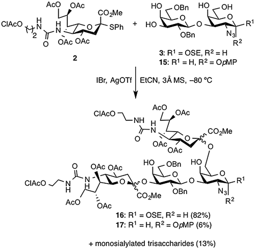 Scheme 2. Examination of double sialylation with 2.