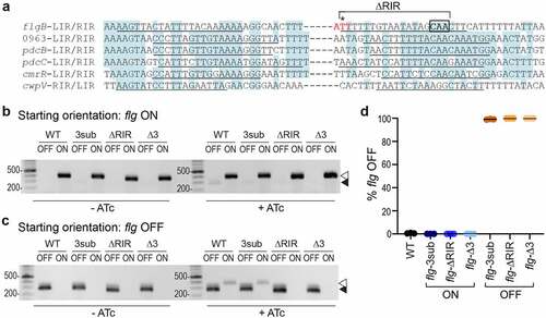 Figure 1. Mutations in flg RIR affect inversion in E. coli and C. difficile. a. Alignment of inverted repeats flanking the invertible DNA sequences affected by RecV. Shading denotes residues conserved in at least four of the six repeats. Putative inverted repeats are underlined. Hyphens between LIRs and RIRs represent the intervening sequences, which vary in length and nucleotide sequence. For the flgB-RIR, the site of cleavage by RecV is indicated with an asterisk. This nucleotide and the two adjacent residues, indicated in red, were deleted in flg-Δ3 constructs/strains. Note that the adenine 5’ of the cleavage site is present in the flg ON sequence, whereas a thymine is present in flg OFF; constructs for mutagenesis were created in both flg orientations. The conserved CAA nucleotides mutated in flg-3sub constructs/strains are boxed in black. Nucleotides deleted in flg-ΔRIR bacteria/constructs are indicated. LIR, RIR = left, right inverted repeats. Numbers indicate locus tags in C. difficile R20291. b, c. Orientation-specific PCR to examine flagellar switch inversion in E. coli bearing wildtype or mutated inverted repeat target sequences. The starting orientation of the flagellar switch is indicated: flg ON (b) or flg OFF (c). Absence or presence of ATc for induction of recV expression is shown (-ATc/+ATc). The flg ON and flg OFF products are indicated with white and black arrows, respectively. Shown are representative images of three independent experiments. (d) Analysis of flagellar switch orientation in C. difficile RIR mutants by quantitative orientation-specific PCR. Means and standard deviations for three biological replicates are shown.