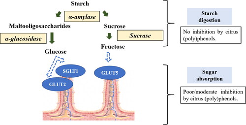 Figure 2. Potential inhibitory mechanisms of citrus (poly)phenols on starch digestion and absorption within the gut. SGLT1 (Sodium-dependent glucose cotransporter 1), GLUT2 (Glucose transporter 1), and GLUT5 (Glucose transporter 5) are sugar transporters located in the brush border membrane.